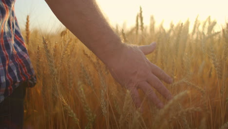 SLOW-MOTION:-Farmers-hand-touches-the-ear-of-wheat-at-sunset.-The-agriculturist-inspects-a-field-of-ripe-wheat.-farmer-on-a-wheat-field-at-sunset.-agriculture-concept.-agricultural-business.